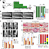 Ablation of proliferating 3.6Col1a1-lineage cells in the first 3–14 days fo