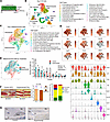 Ablation of proliferating 3.6Col1a1-lineage cells for 5 days after fracture