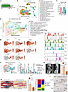 Ablation of proliferating 3.6Col1a1-lineage cells for 10 days after fractur