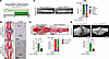 Ablation of proliferating Dmp1-expressing cells during fracture repair impa