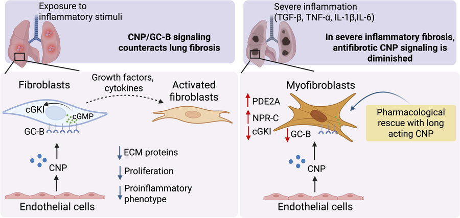 graphical abstract