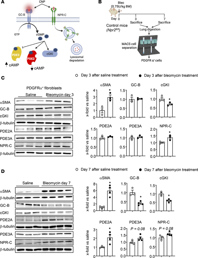 Bleomycin-induced lung inflammation impairs the CNP/GC-B signaling pathw...