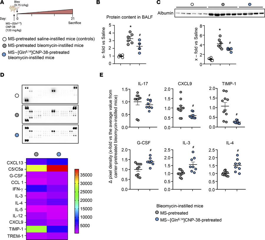A single subcutaneous injection of long-acting MS conjugated MS~[Gln6,14...