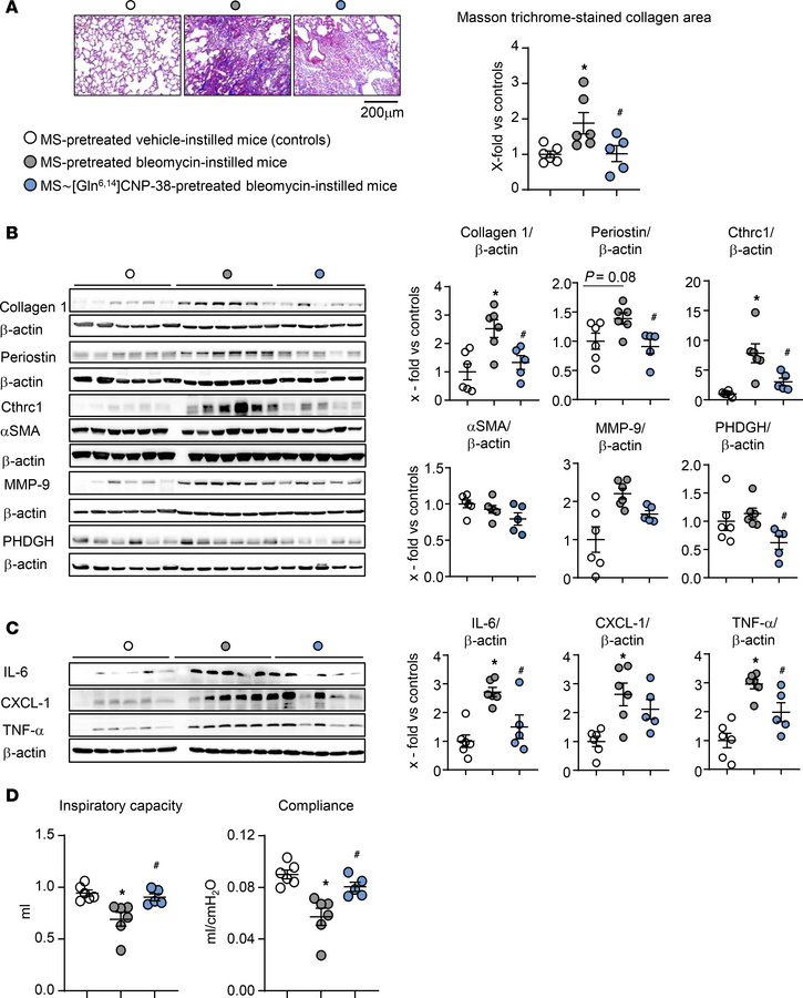 A single s.c. injection of long-acting MS-conjugated MS~[Gln6,14]CNP-38 ...