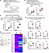 Fibroblast-restricted GC-B deletion exacerbates bleomycin-induced lung infl