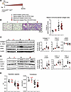 Fibroblast-restricted GC-B deletion does not significantly alter bleomycin-