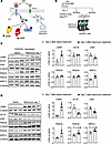Bleomycin-induced lung inflammation impairs the CNP/GC-B signaling pathway