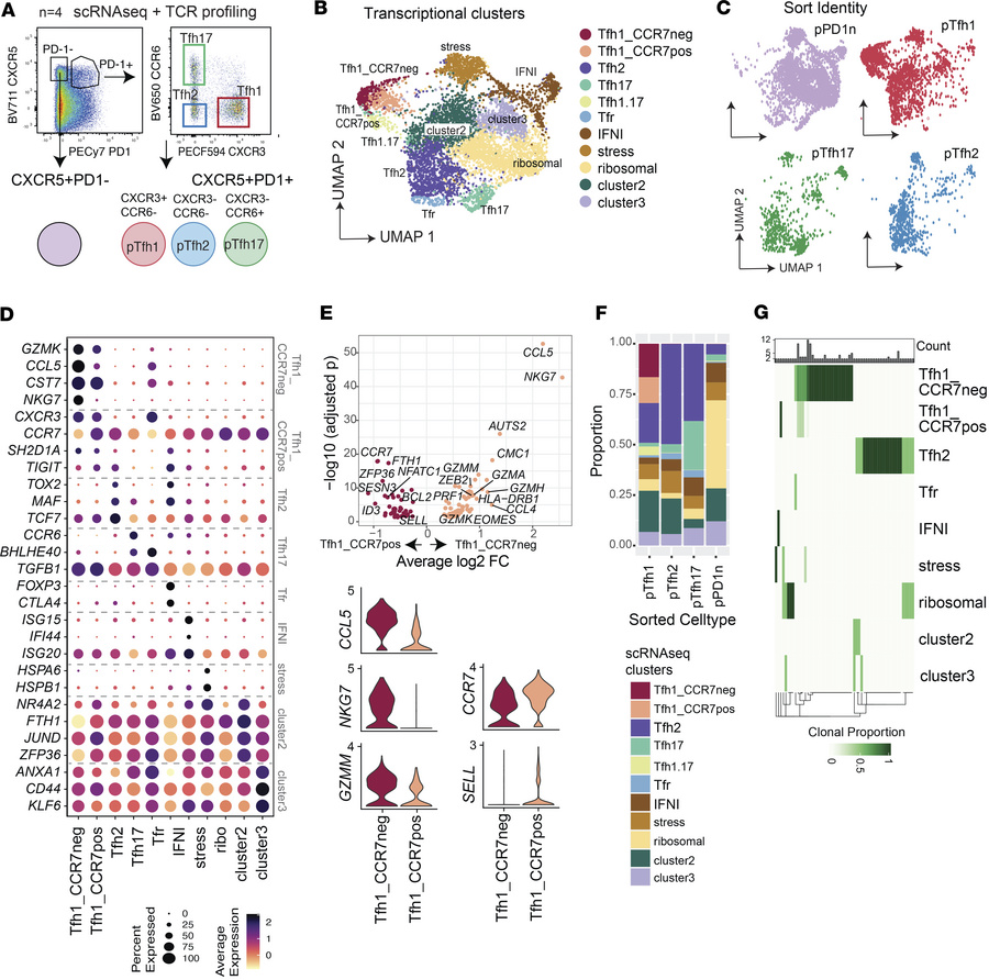 scRNA-Seq analysis of pTfh cells from healthy individuals.
(A) Four popu...