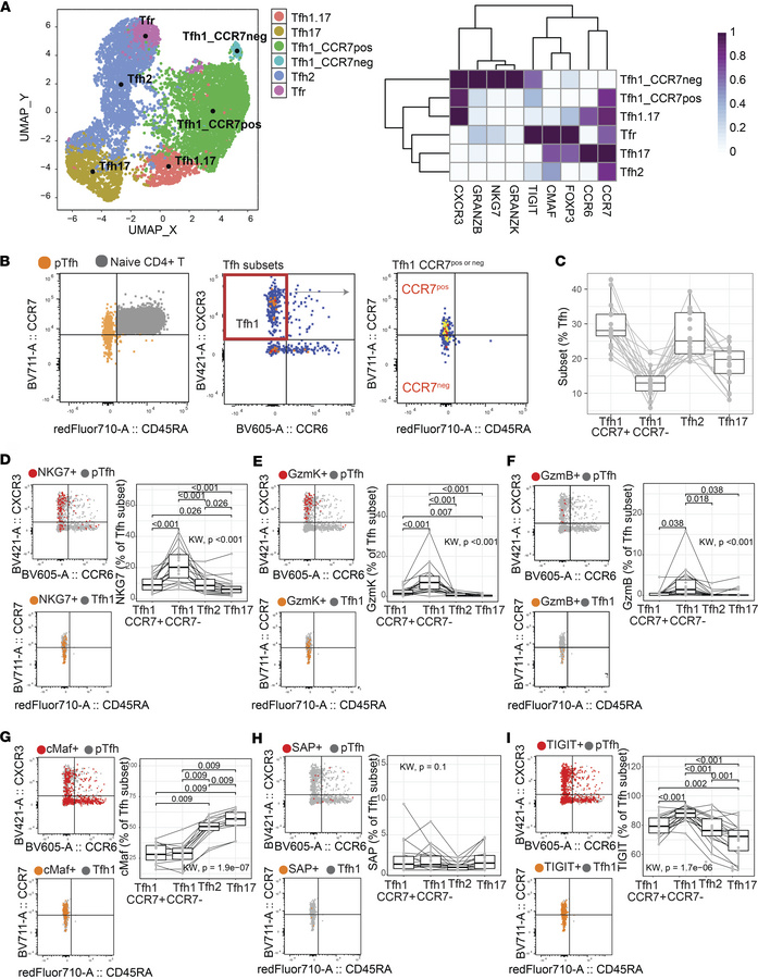 Phenotypic diversity of pTfh cell subsets based on CCR7 expression.
A co...