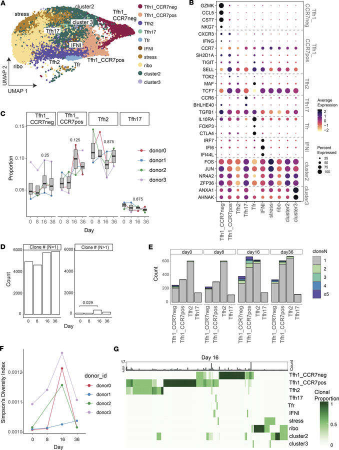 Clonal expansion of diverse pTfh cell subsets during malaria infection.
...