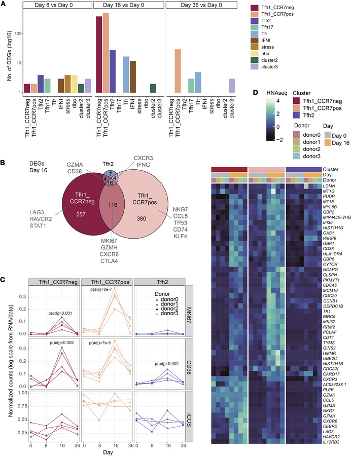 Transcriptional activation of Tfh cell subsets during CHMI.
(A) DEGs for...