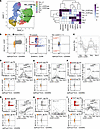 Phenotypic diversity of pTfh cell subsets based on CCR7 expression.