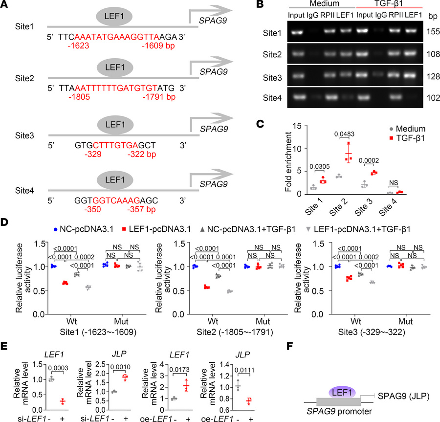 LEF1 acts as a transcription factor to inhibit JLP gene expression.
(A) ...