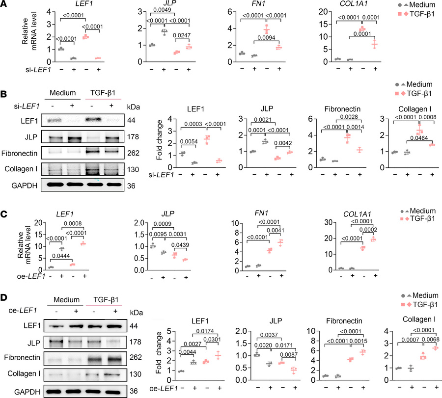 LEF1 exerts profibrotic effects on TECs under TGF-β1 stimulation.
(A and...