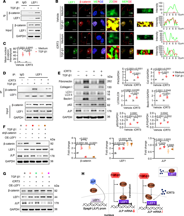 Pharmacological inhibition of LEF1 reduces TEC injury and attenuates TGF...