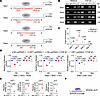 LEF1 acts as a transcription factor to inhibit JLP gene expression.