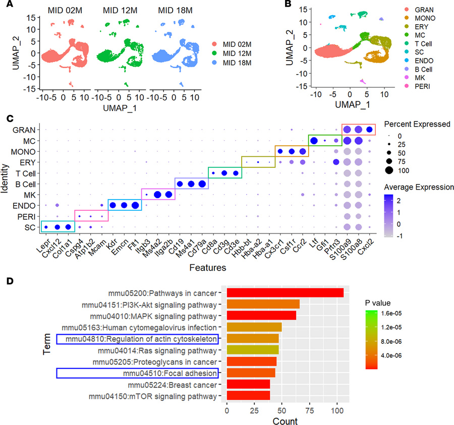 Transcriptomic profiling linking cytoskeletal regulation to skeletal cel...