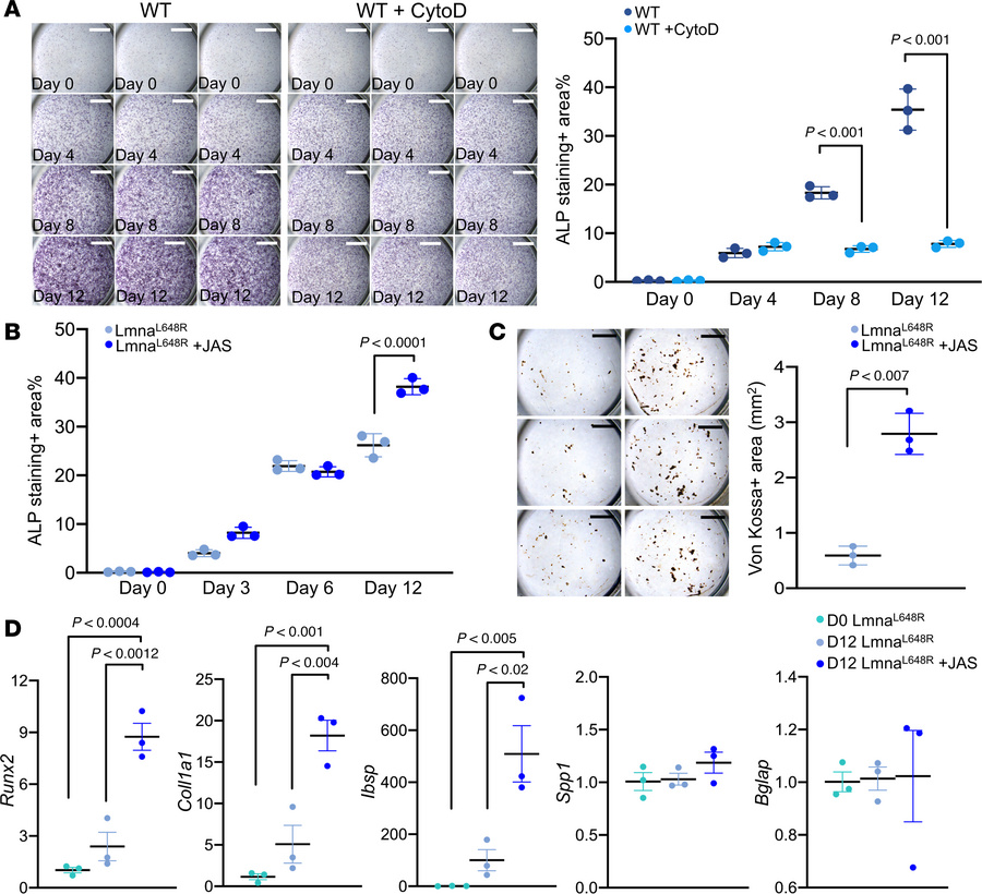 Effects of actin polymerization on osteogenic defects associated with th...