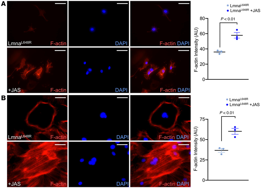 JAS promotes actin polymerization in osteogenic cells.
(A) Representativ...