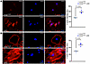 JAS promotes actin polymerization in osteogenic cells.