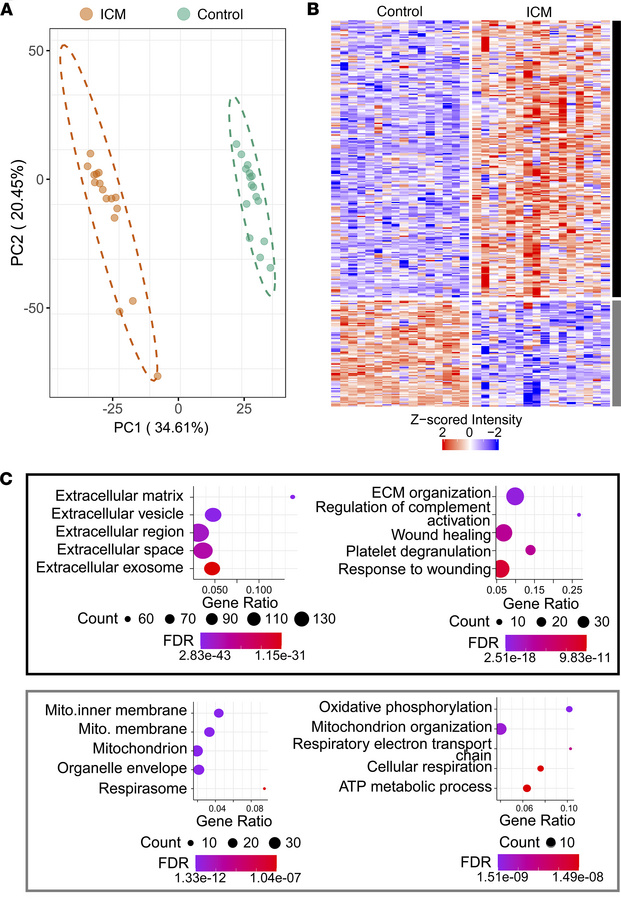 Global proteomics results from ECM-enriched extract reveals alterations ...