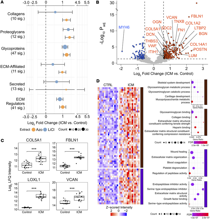 ECM remodeling in end-stage HF from ICM.
(A) Dot plot showing categorica...