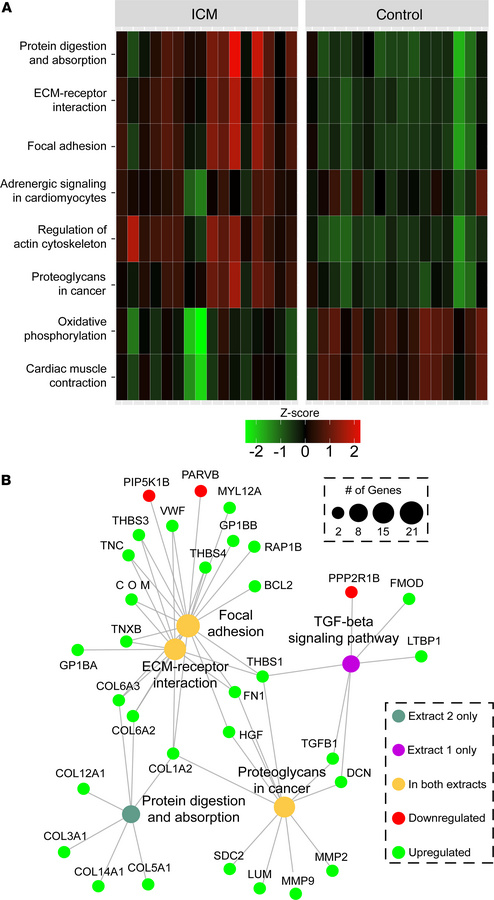 Pathway analysis implicates the TGFB signaling network in altered ECM co...