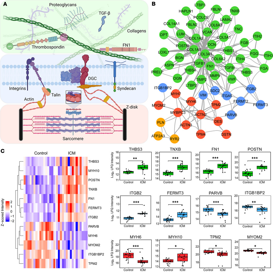 Bidirectional communication between ECM and cardiomyocytes contributes t...