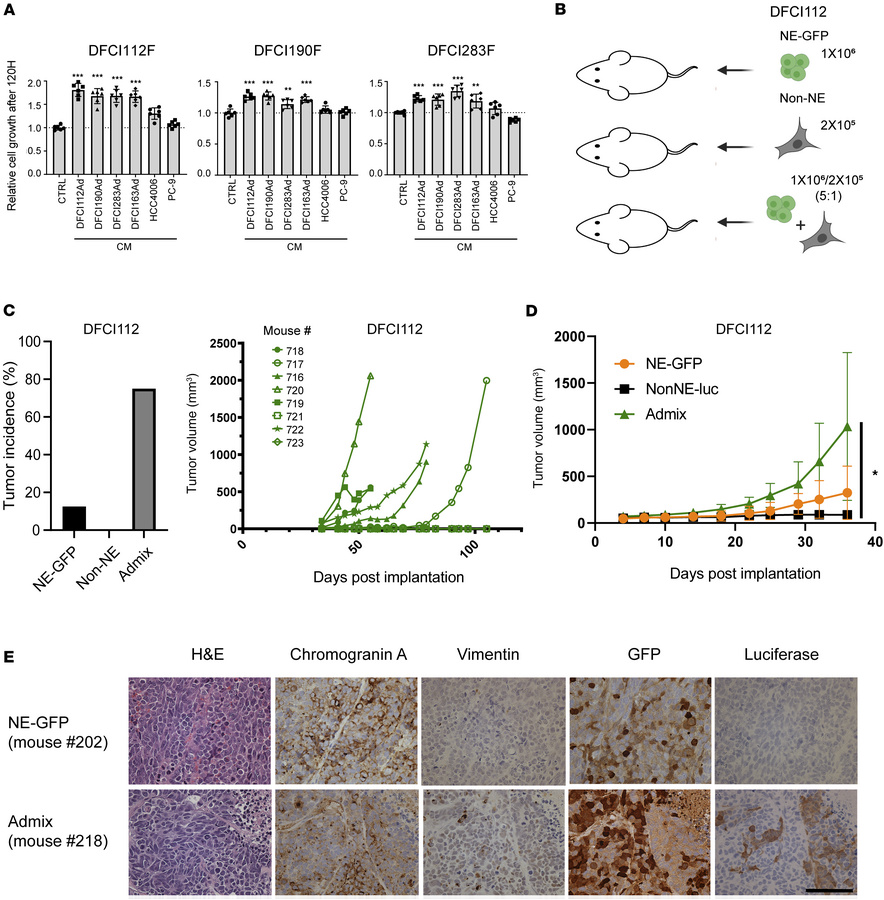 Crosstalk between NE and non-NE tSCLC cells promotes growth of NE cells ...
