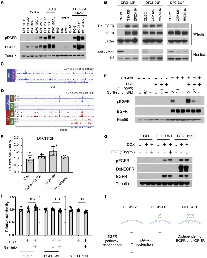 Neither endogenous nor exogenous EGFR expression sensitizes DFCI112F cel...