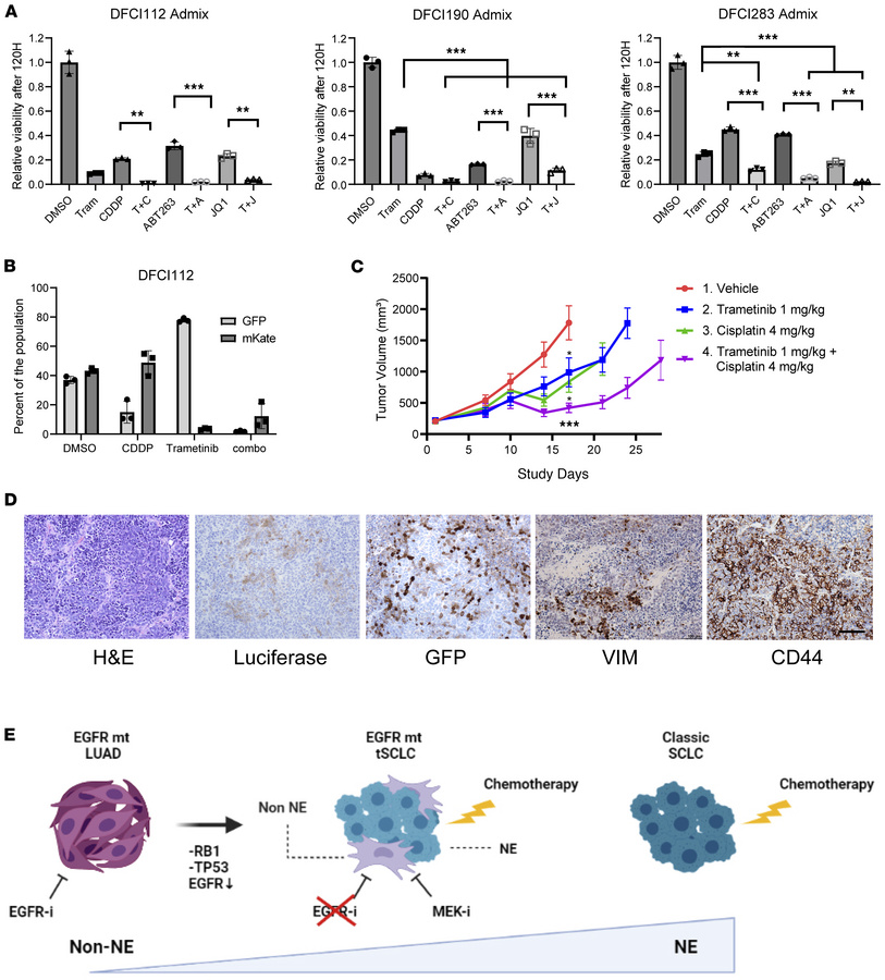 MEK inhibitor combination with cisplatin effectively targets intratumor ...