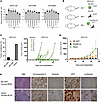 Crosstalk between NE and non-NE tSCLC cells promotes growth of NE cells and