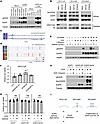 Neither endogenous nor exogenous EGFR expression sensitizes DFCI112F cells