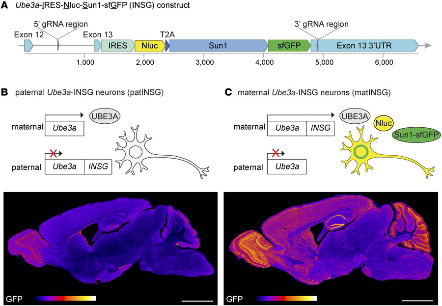 Generation and allele-specific expression of the Ube3a-IRES-Nluc-Sun1-sf...