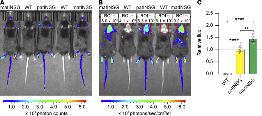 INSG mice enable in vivo quantification of UBE3A levels by bioluminescen...