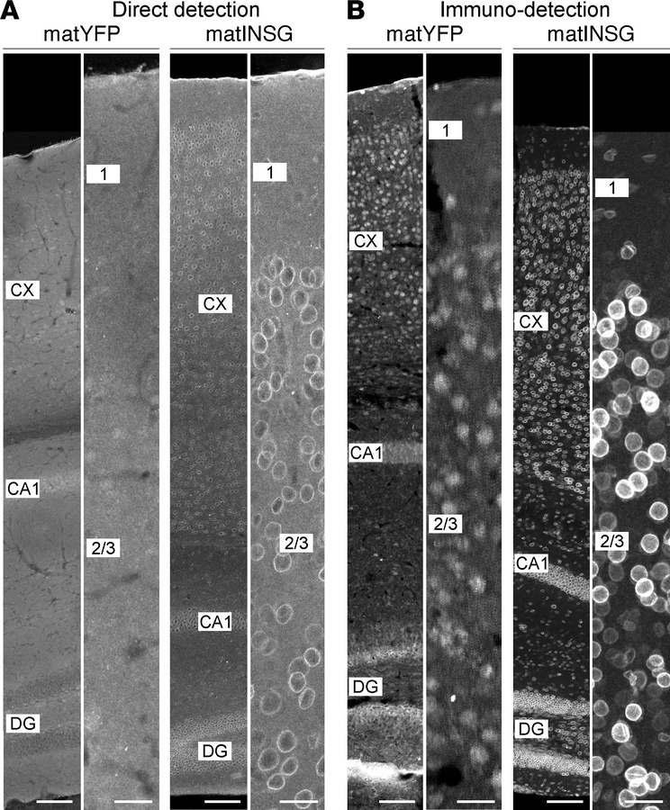The matINSG Sun1-sfGFP reporter provides superior signal and cellular re...