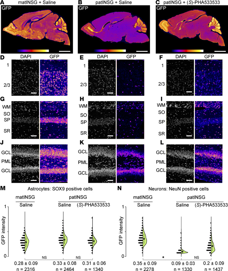 Paternal Ube3a unsilencing effect of (S)-PHA533533 in mouse brain measur...