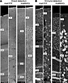 The matINSG Sun1-sfGFP reporter provides superior signal and cellular resol