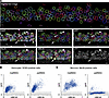 Relationship between UBE3A and Sun1-sfGFP labeling in individual cells in m