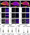 Paternal Ube3a unsilencing effect of (S)-PHA533533 in mouse brain measured