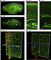 Brain-wide imaging of the Sun1-sfGFP reporter using LSFM.
