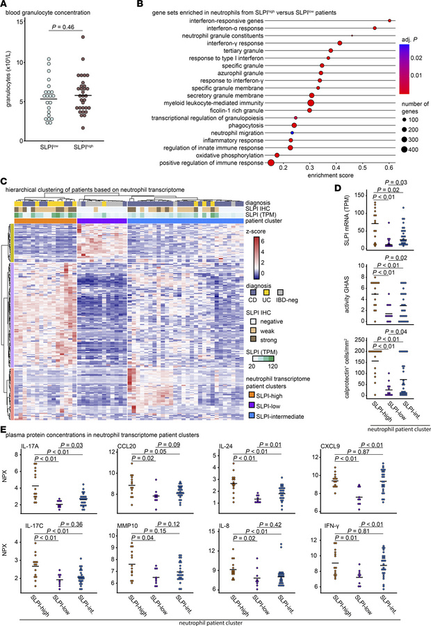 Circulating neutrophils from SLPIhigh and SLPIlow patients have intrinsi...