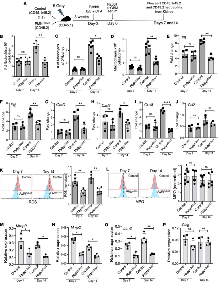Diminished expression of inflammatory and tissue-damaging factors by neu...