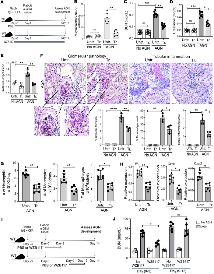 Glut1 inhibitor treatment ameliorates renal pathology in AGN.
(A) Schema...