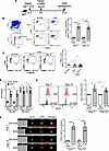 Kidney-infiltrating neutrophils upregulate Glut1-mediated glucose uptake in