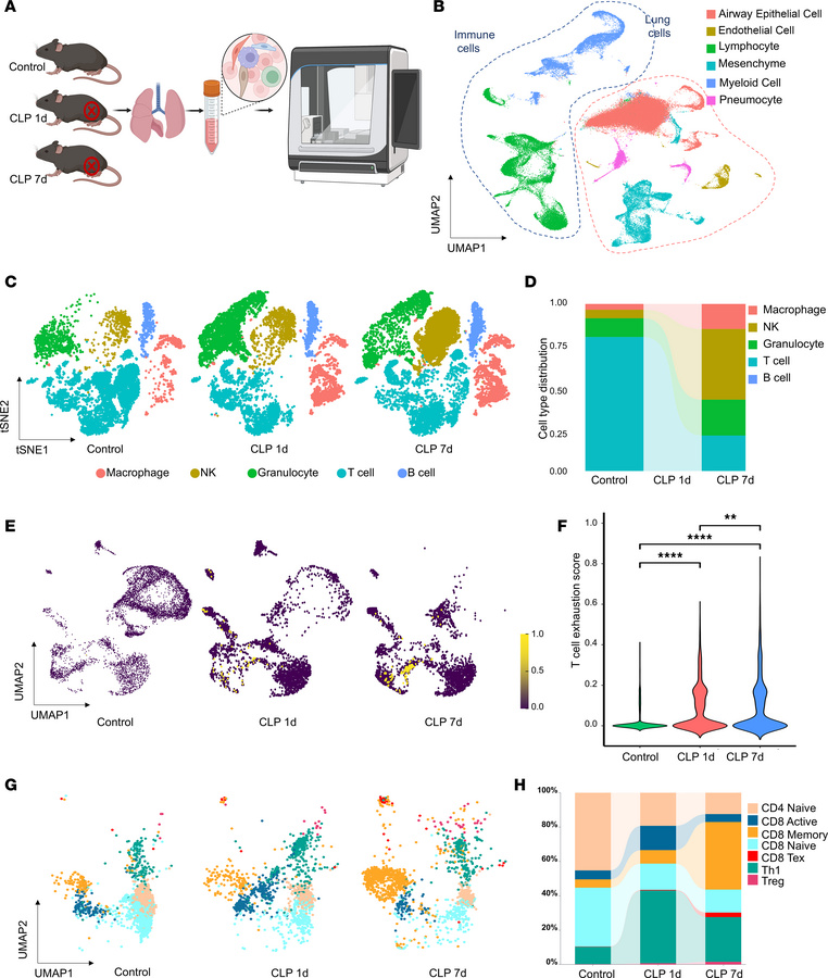 Single-cell atlas of pulmonary immune cells during sepsis progression.
(...