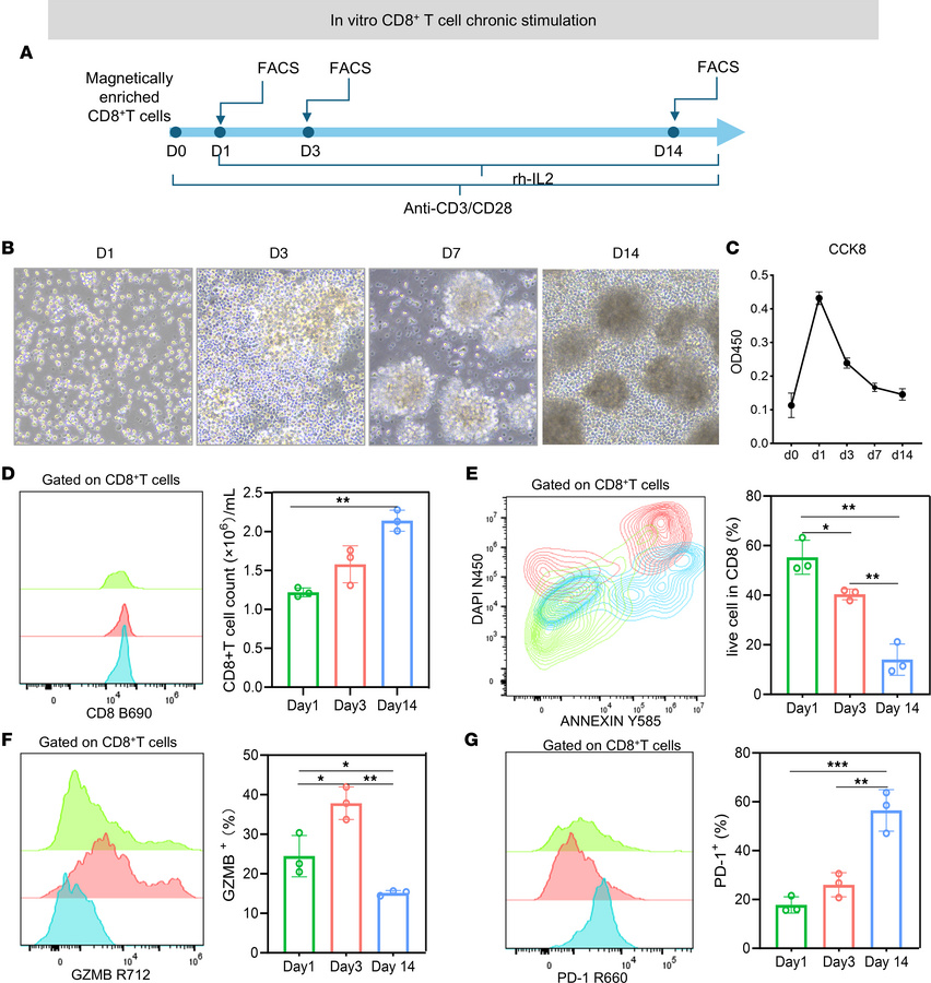 Chronic stimulation induces phenotypic and functional exhaustion in CD8+...