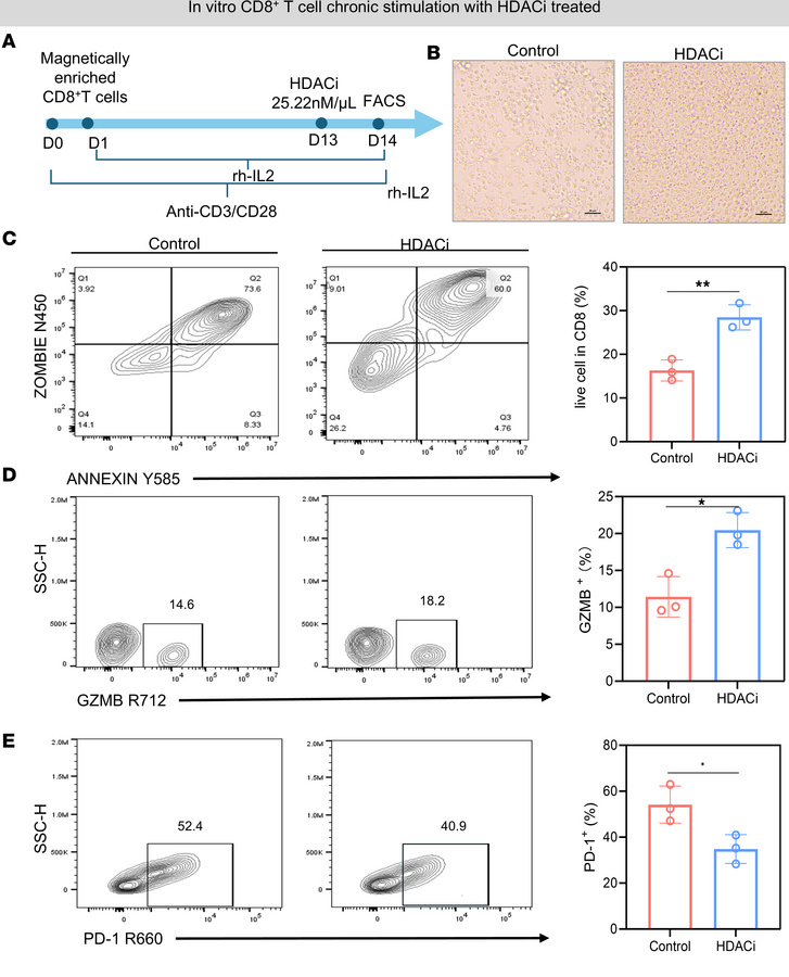 HDAC inhibitors maintain the activity of CD8+ T cells.
(A) Schematic rep...