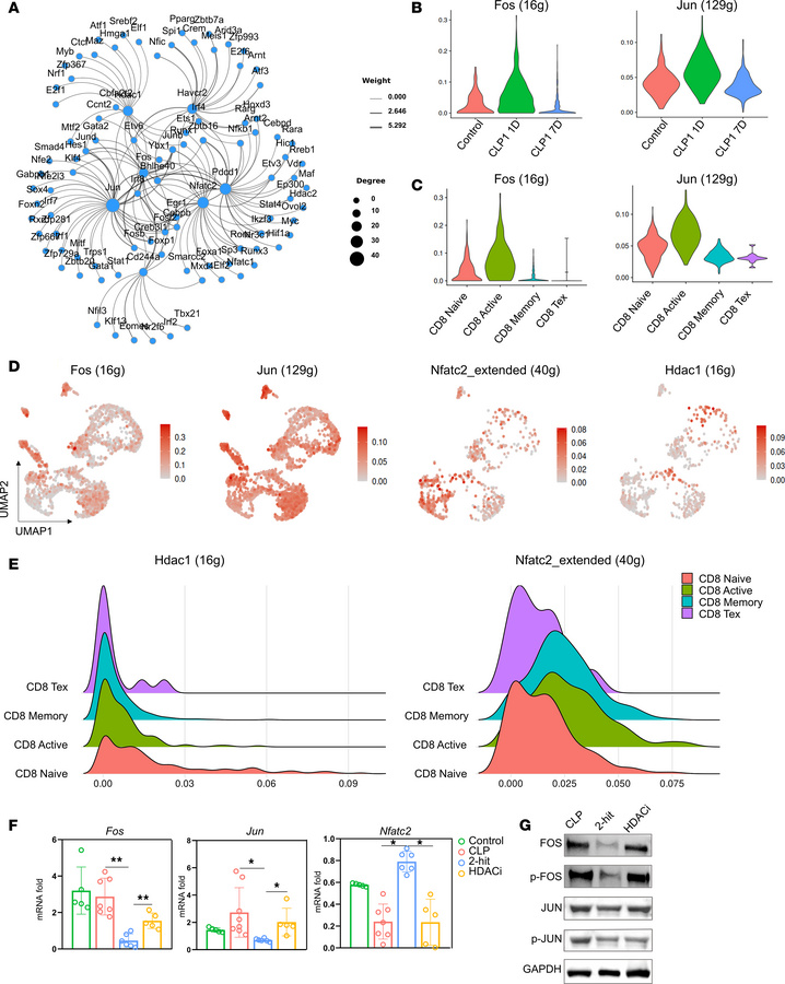 HDAC1 regulates CD8+ T cell exhaustion through the modulation of AP-1/NF...