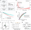 Associations between lymphocyte counts and the CD4/CD8 ratio and prognosis